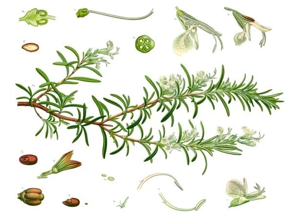Read more about the article A Little Lore: Rosemary
